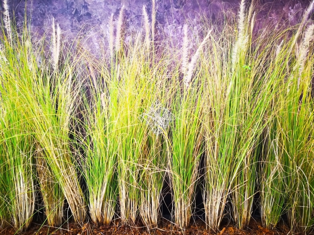 Organic green vetiver grass