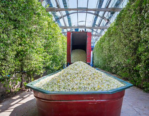 jasmine petals in large container waiting for oil extraction