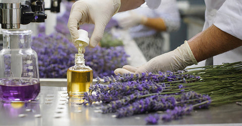 lavender extraction