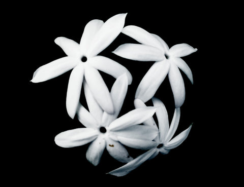 A cluster of jasmine flowers in black background