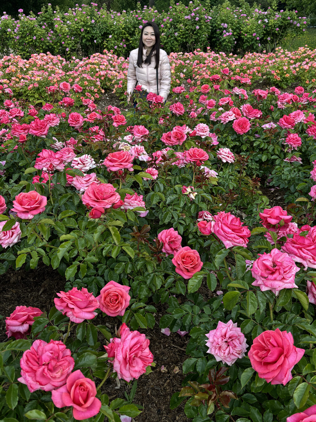 Rose perfume inspiration at regents park rose garden